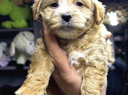 A Kalite Maltipoo Yavrular görsel