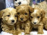 A Kalite Maltipoo Yavrular