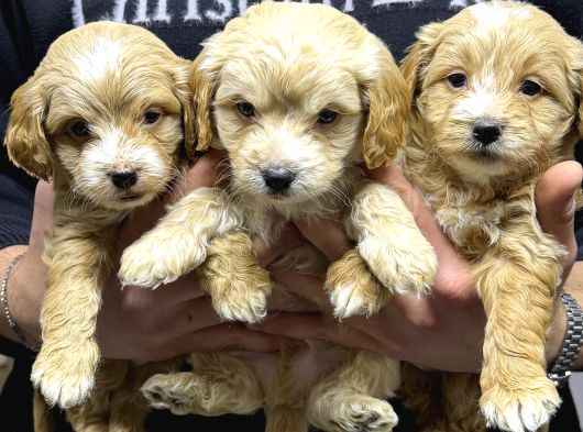 A Kalite Maltipoo Yavrular
