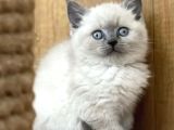 Bri̇ti̇sshorthai̇r Yavrulari Ankara Kedi̇