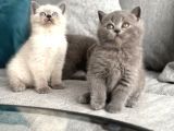 Bri̇ti̇sshorthai̇r Yavrulari Ankara Kedi̇