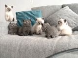 Bri̇ti̇sshorthai̇r Yavrulari Ankara Kedi̇