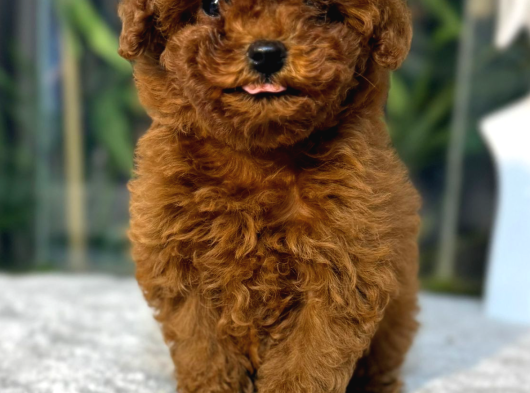 Toypoodle Teacupkore görsel