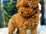 Toypoodle Teacupkore