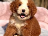 Standart Dev Poodle Yavrular