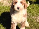Labradoodle Yavrular