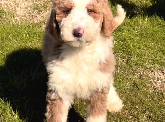 Labradoodle Yavrular görsel