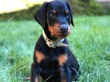 DOBERMAN YAVRULARI İSTANBUL