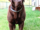 Secereli Çikolata Labrador Retriever Yavrular