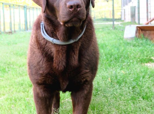 Secereli Çikolata Labrador Retriever Yavrular görsel