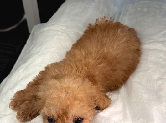 2 Aylık Dişi Toy Poodle görsel