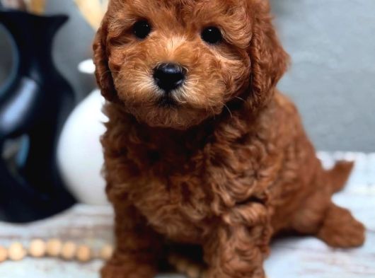 Full Safkan Toypoodle Yavrumuz  Teslime Hazır görsel