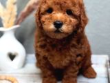 Full Safkan ToyPoodle yavrumuz  Teslime Hazır