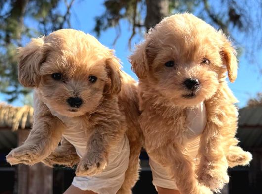 Maltipoo Yavrulari Mama Ve Malzeme Kampanyali
