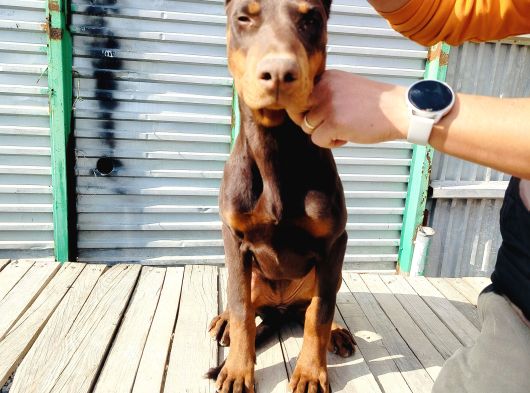 Kızıl Doberman Yavruları görsel
