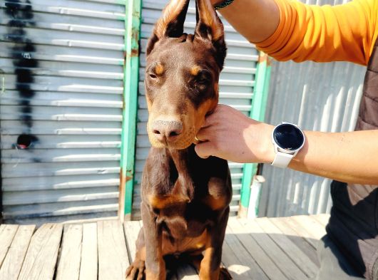 Kızıl Doberman Yavruları görsel