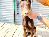 Kızıl Doberman Yavruları