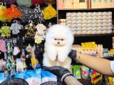 Ayı Teedy Pomerri̇an Boo Sevi̇mli̇ Yavrular