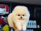 Ayı Teedy Pomerri̇an Boo Sevi̇mli̇ Yavrular