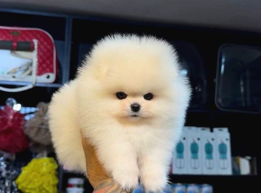 Ayı Teedy Pomerri̇an Boo Sevi̇mli̇ Yavrular görsel