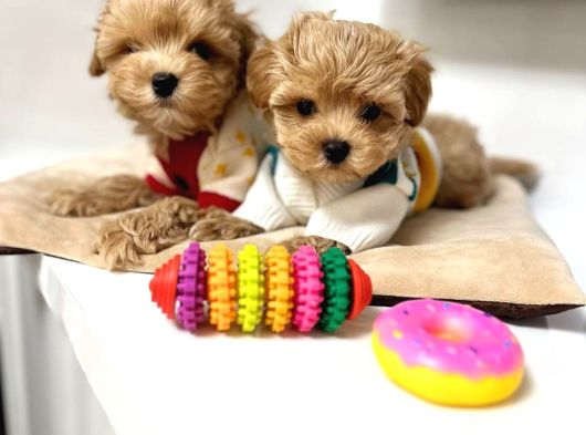 Kahve Tonlu Malti̇poo Ci̇nsi̇ Yavrular