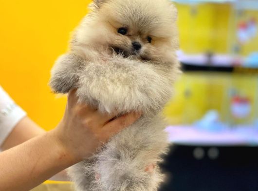 Teddy Bear Pomerani̇an Yavrulari görsel