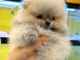 Teddy Bear Pomerani̇an Yavrulari