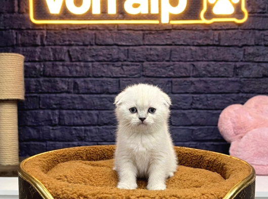 Vonalp Pet Garantisiyle Efsane Güzelli̇kte Scotti̇sh Fold
