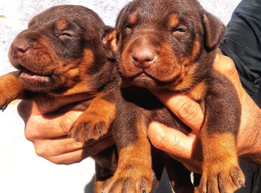 Safkan Doberman Yavrular görsel