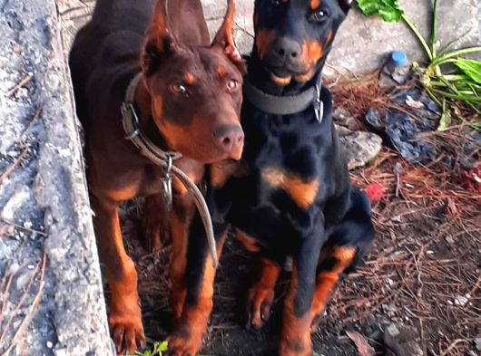 Safkan Doberman Yavrular