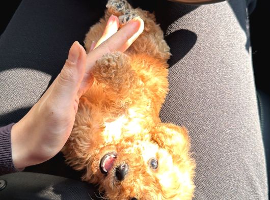 2 Aylık Dişi Toy Poodle görsel