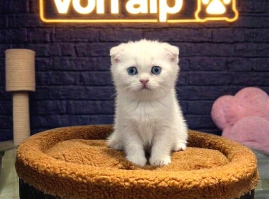 Vonalp Pet Garantisiyle Efsane Güzelli̇kte Scotti̇sh Fold