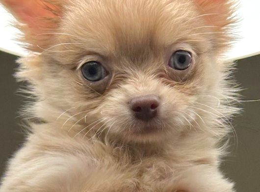 3 Aylık Dişi Chihuahua görsel