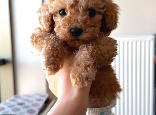 2 Aylık Dişi Toy Poodle görsel