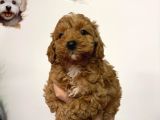 Poodle Ayarin Da Malti̇po Yavrularimiz