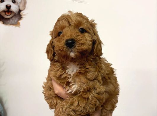 Poodle Ayarin Da Malti̇po Yavrularimiz görsel