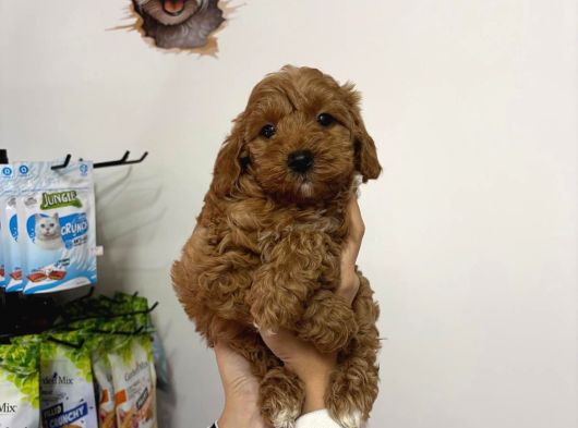 Poodle Ayarin Da Malti̇po Yavrularimiz
