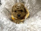 Antalya Malti̇poo Dünyasi