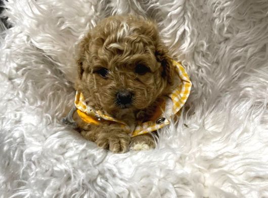 Antalya Malti̇poo Dünyasi görsel