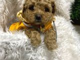 Antalya Malti̇poo Dünyasi
