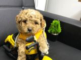 Antalya Malti̇poo Dünyasi
