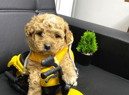 Antalya Malti̇poo Dünyasi görsel