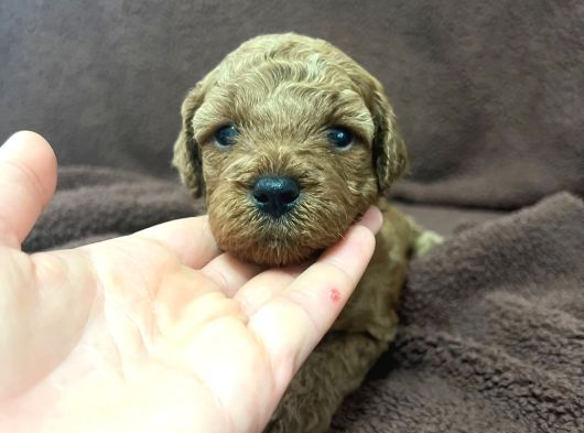 Annesinin Yanında Büyüyen Poodle Bebeğim görsel