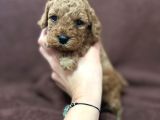 Annesinin yanında büyüyen poodle bebeğim