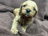 Annesinin Yanında Büyüyen Poodle Bebeğim