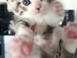 Secereli Scottish Fold Yavrular