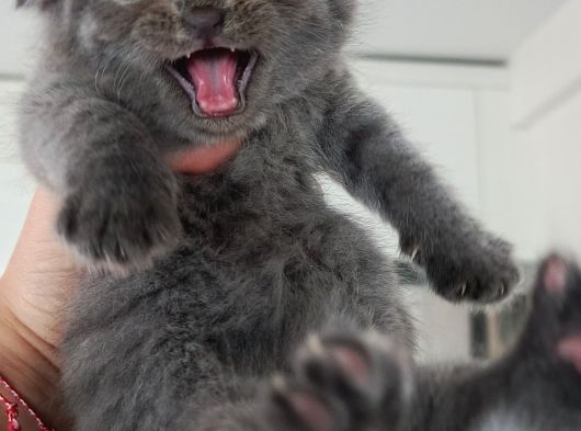 Secereli Scottish Fold Yavrular görsel