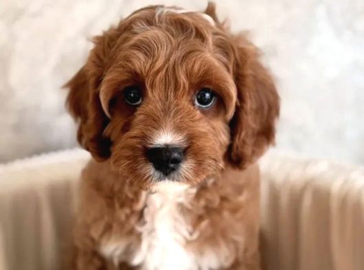 Safkan eğitimli labradoodle yavruları