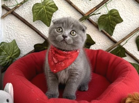Erkek Ayi Surat Scoti̇sh Bebemi̇z görsel