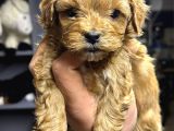 Çeşi̇t Çeşi̇t Malti̇poo Buyrun Efendi̇m